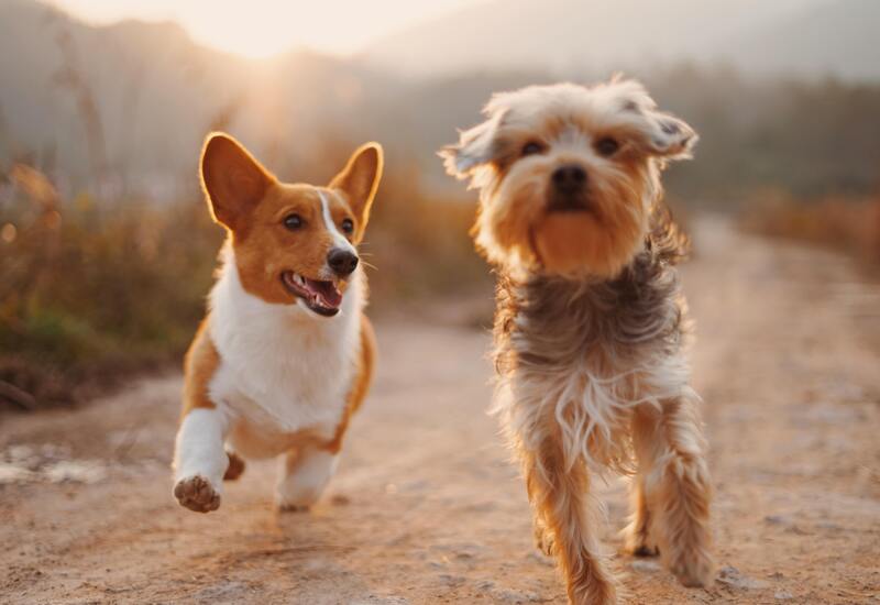 The Role of Exercise in Preventing Behavioral Issues in Dogs