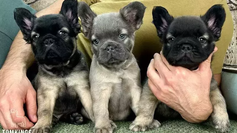 Why Responsible Breeders Are the Key to Healthy and Happy French Bulldog Puppies